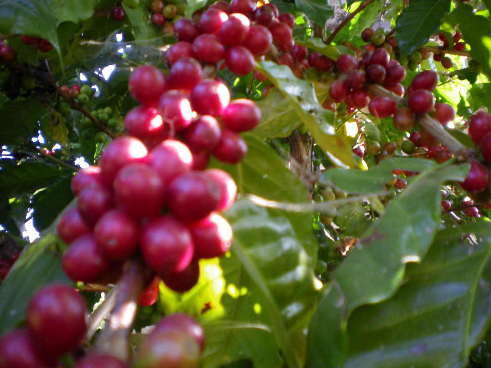 nepali organic coffee Buy 100 organic coffee from Nepal and support street children for their