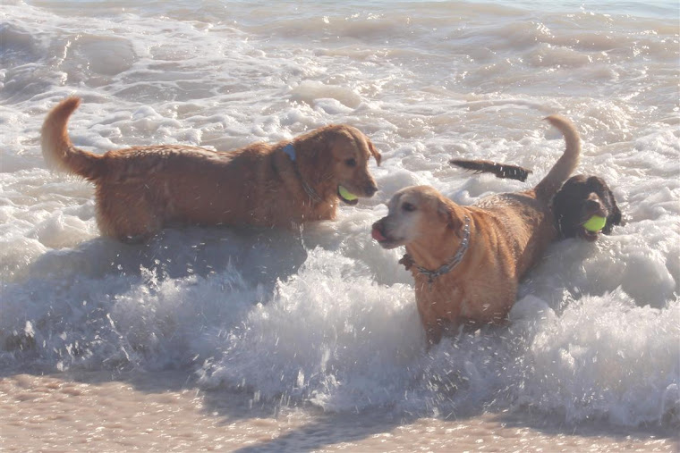 Jodie, Coco, and Sandy