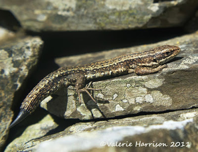 Keepers Cottage Wildlife Garden Diary: Garden Animals May 2011