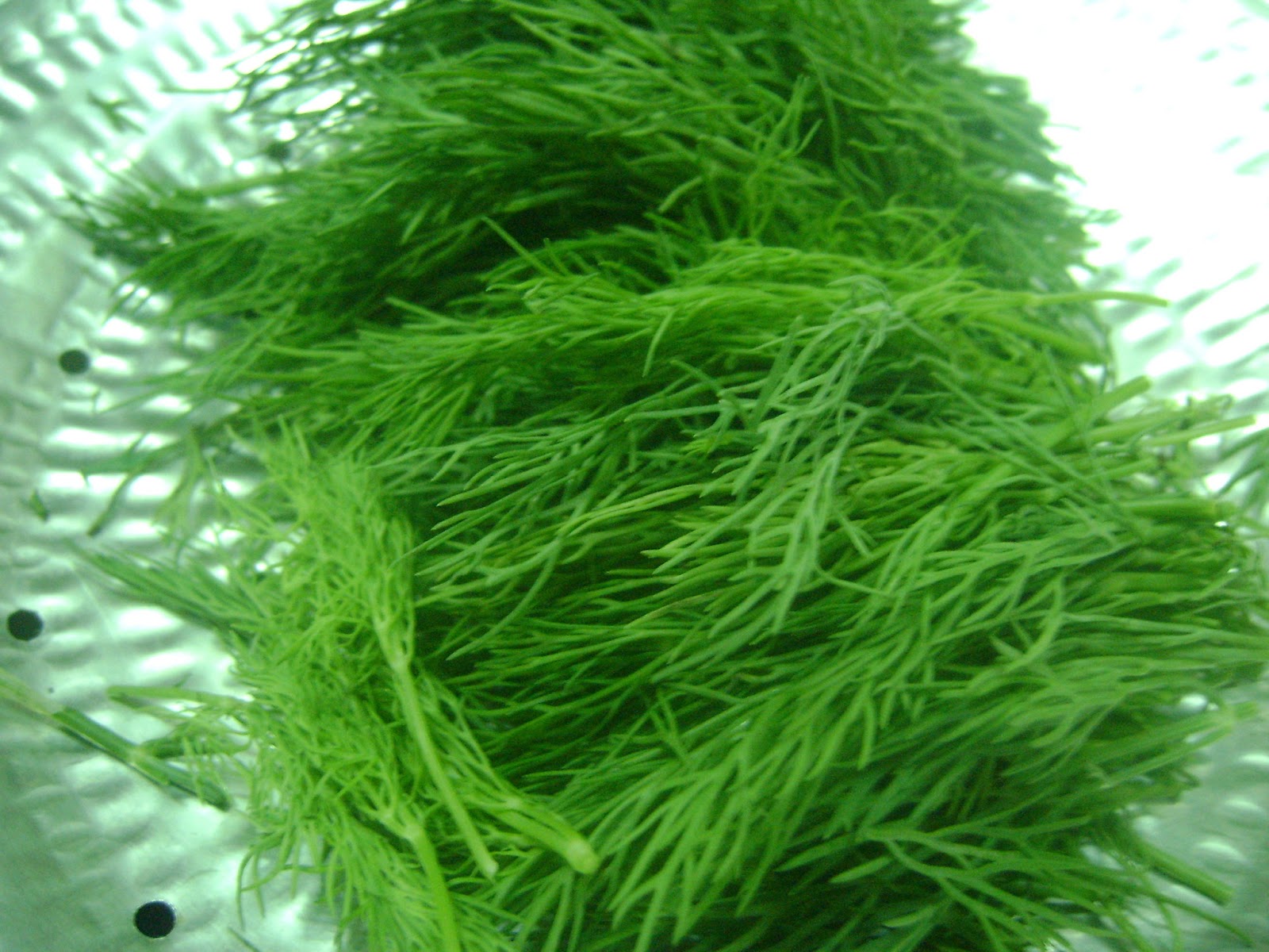 Rasavinsuvai HEALTH BENEFITS OF DILL (SHEPOO)
