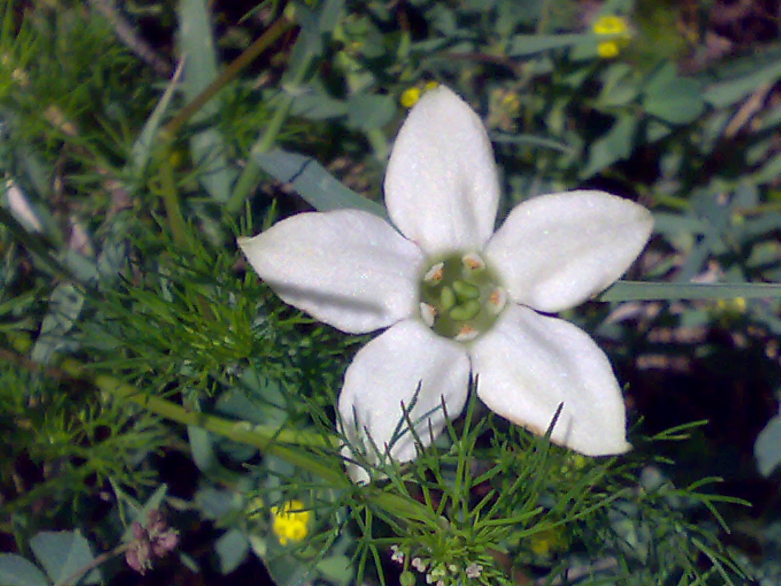 Plantas de Lujan (Buenos Aires) (I J) Jaborosa runcinata