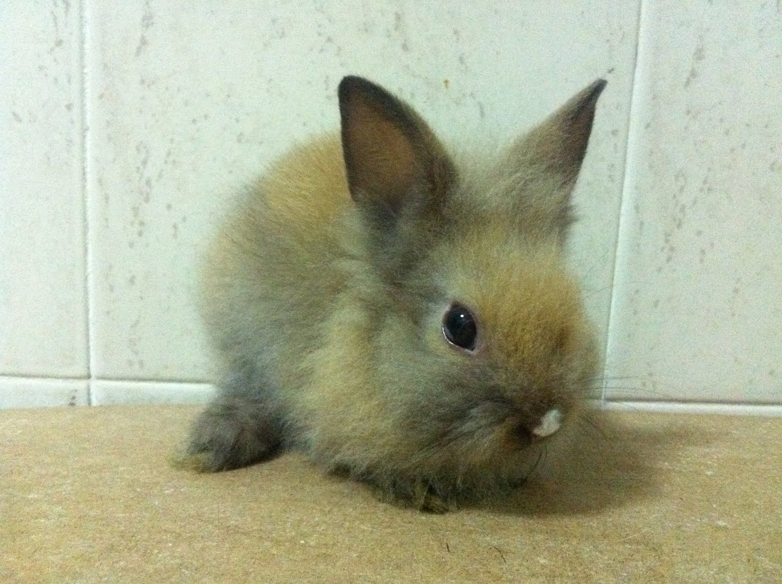Available Bunnies for sales13rd Feb 2011 Bun bun bunnies