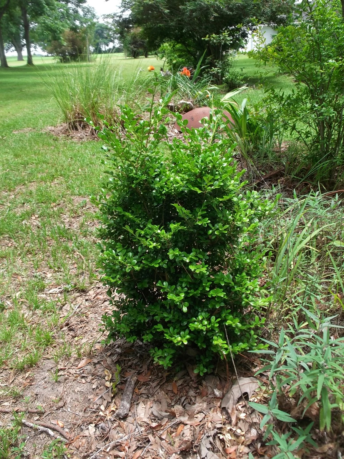 Secrets Of A Seed Scatterer Boxwood For Year Around Interest