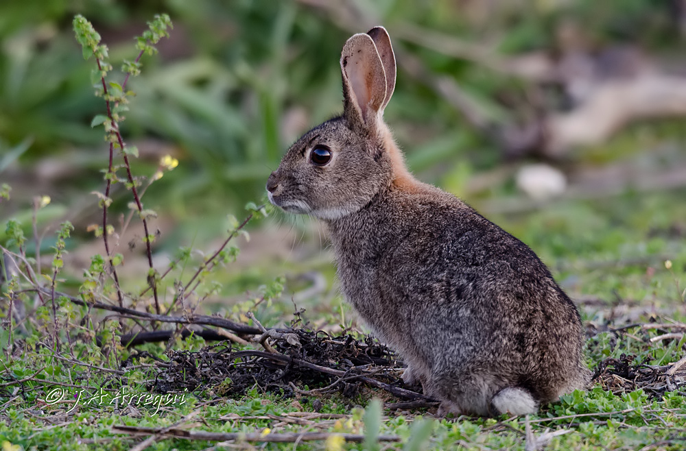 Conejo, Oryctolagus cuniculus, European Rabbit Conejo, Oryctolagus cuniculus, European Rabbit