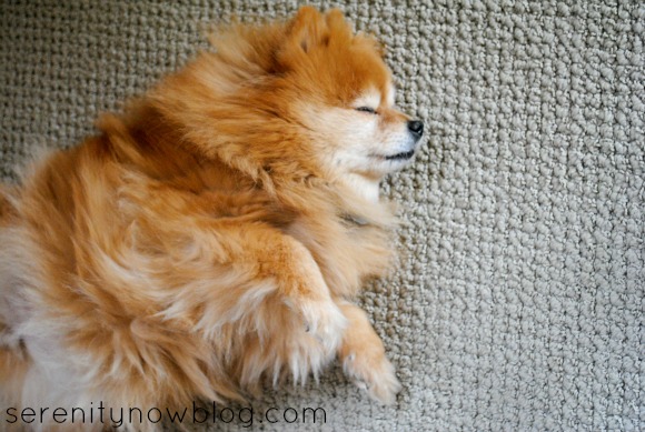 Pomeranian Sleeping, Serenity Now blog