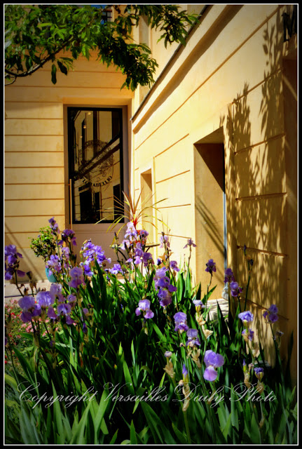 Iris Cour des Senteurs Versailles Dyptique