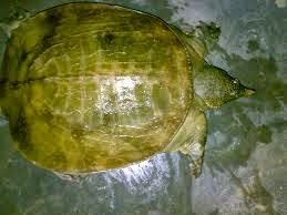 Khasiat dan Manfaat Cangkang Labi-Labi Obat tradisional ini berasal dari hewan labi Khasiat dan Manfaat Cangkang Labi-Labi