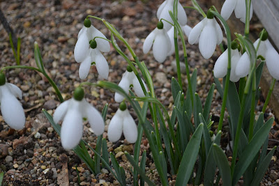 snowdrops