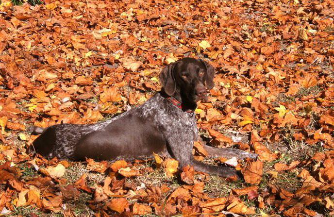 10 Interesting Facts about German Shorthaired Pointers