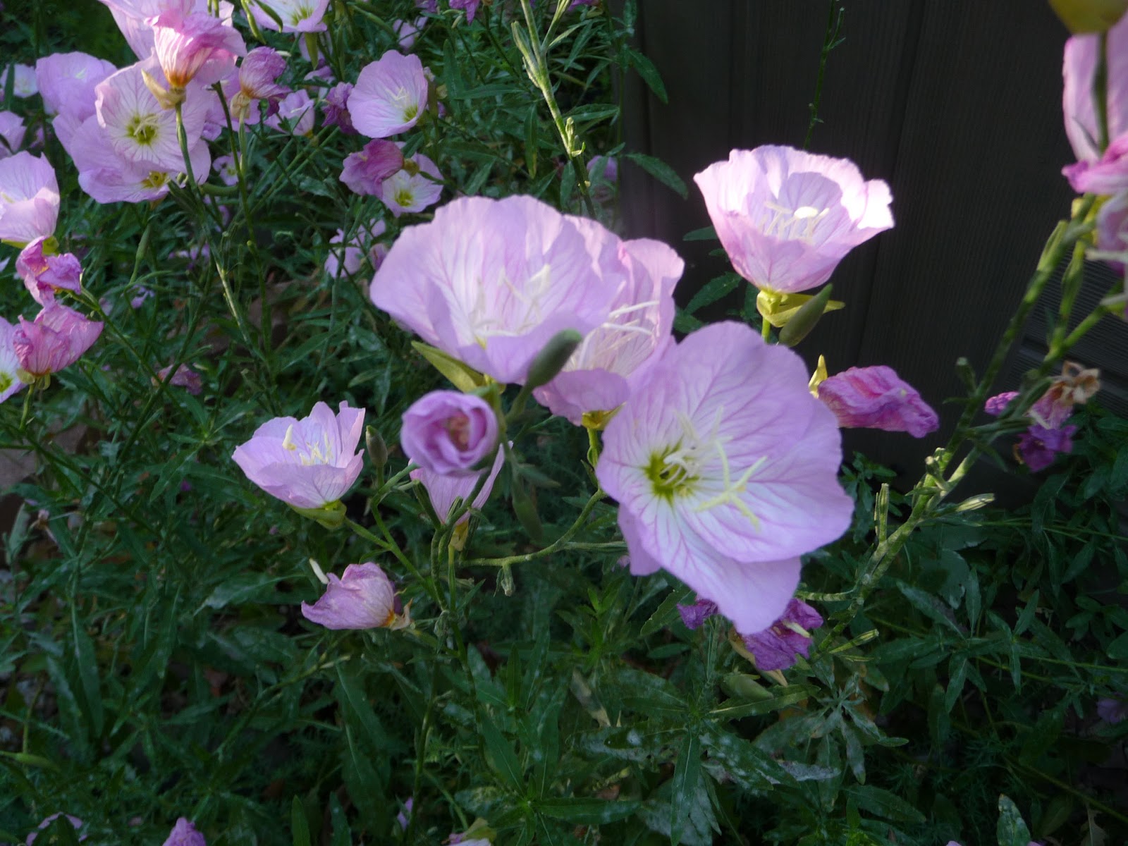 Lori�s Garden Evening Primrose Friday�s Flower