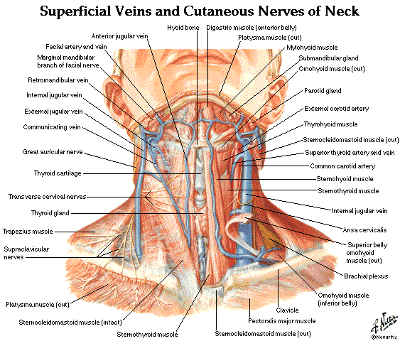 amudu: Head and Neck Anatomy,Muscles,Blood Supply Diagrams