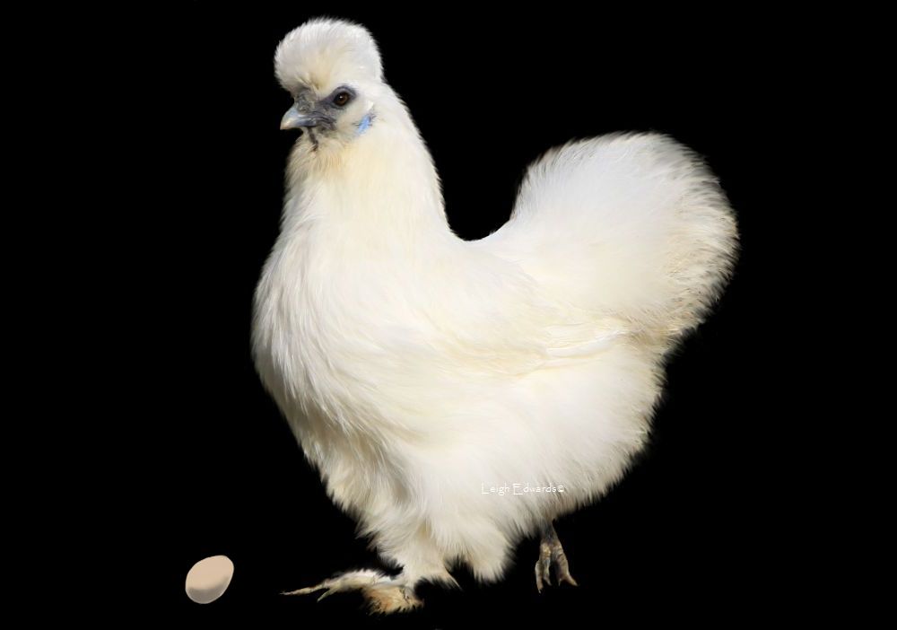 Natural Chicken Keeping Lead and Zinc Hidden Dangers to Your Chickens