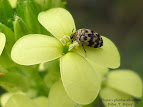 Diplotaxis tenuifolia