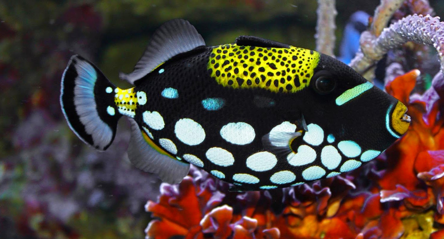 clown trigger fish nature
