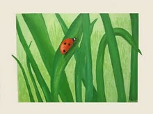 Nyckelpiga på grässtrå - Ladybug on grass