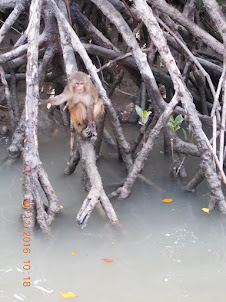 Crab Eating Macaque at   Sudhanyakhali Camp