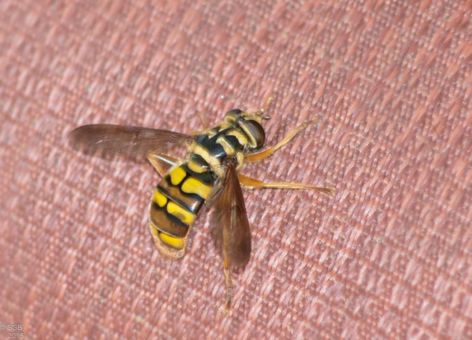 A Breath Of Nature News Bee