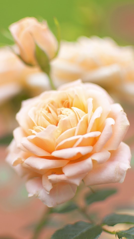 Rose Peach Flower Plant Android Wallpaper