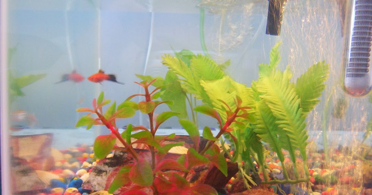 Aquarium Based Skin Disease Caused by Mycobacterium Marinum Bacteria is