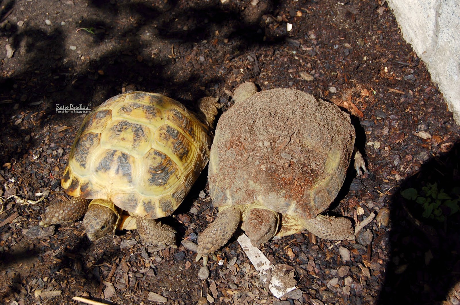 Tortaddiction Keeping tortoises cool on hot days