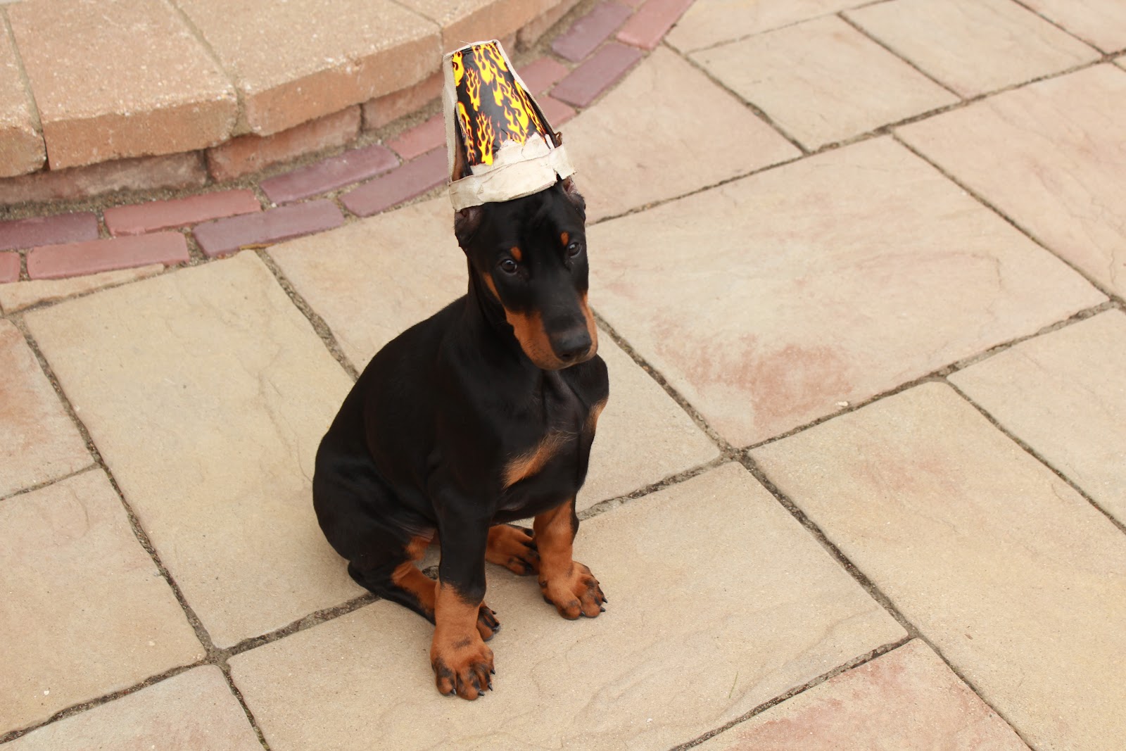 Caesar The Dog