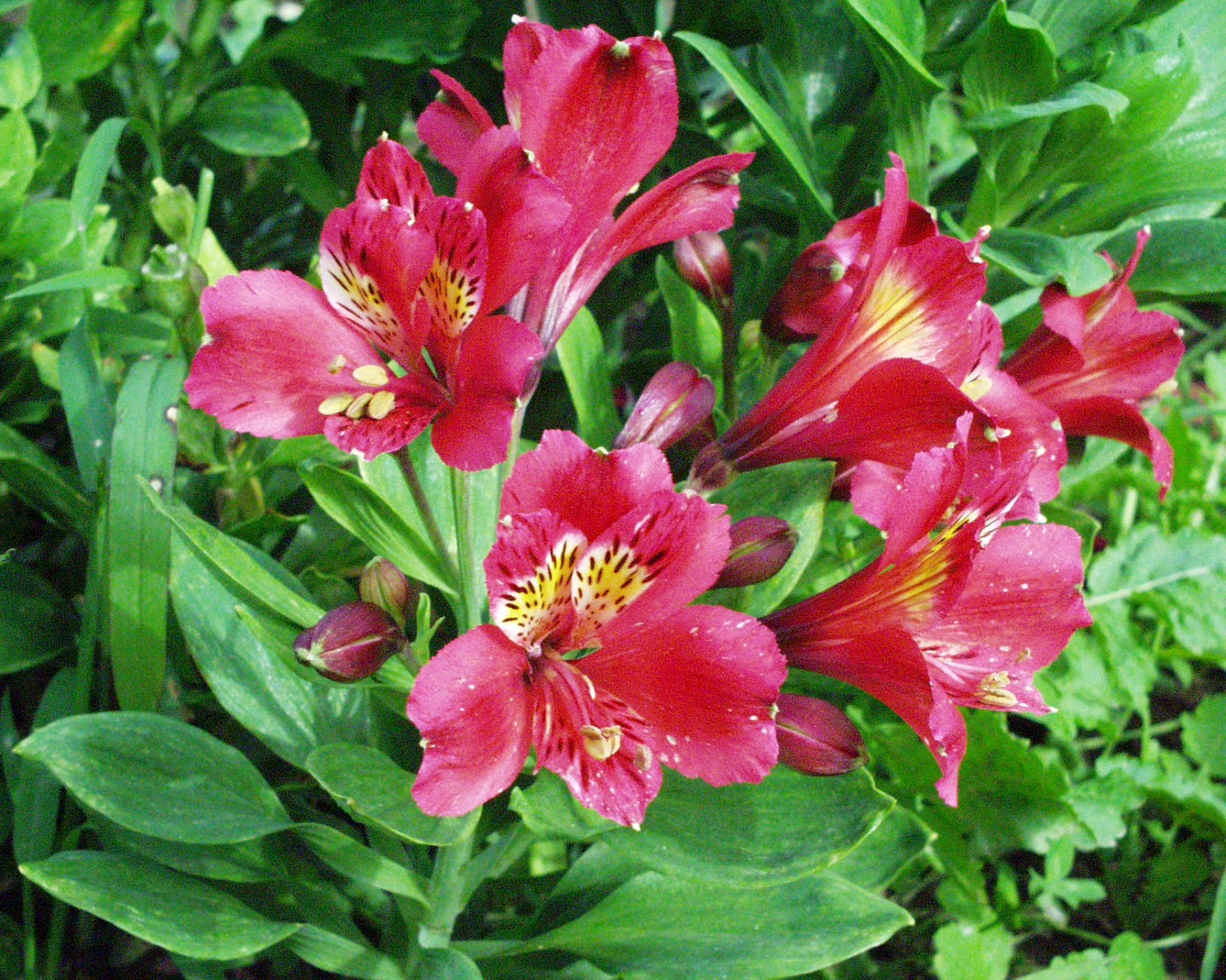 blossoms alstroemeria blossoms alstroemeria