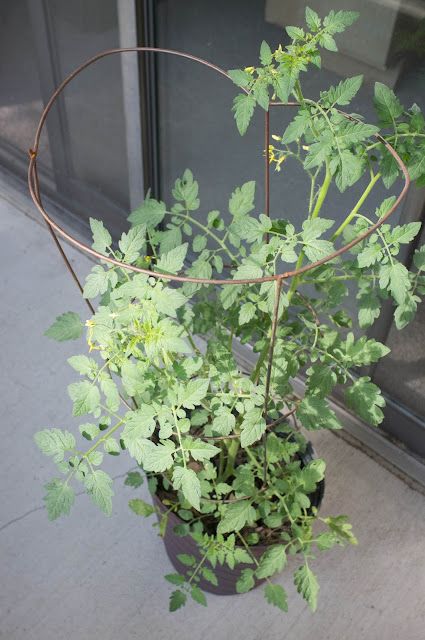 A potted tomato plant with a wire cage to stabilize it.