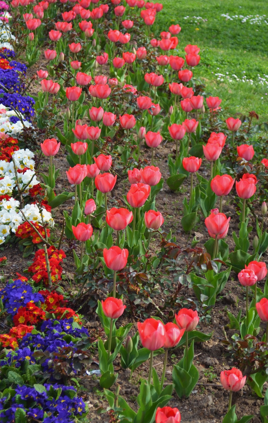 American Homestead Turkish Tulips