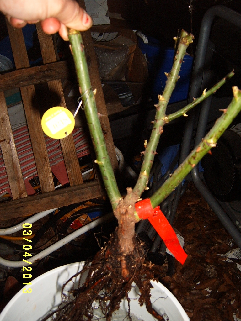 Alabama Rose and Flower Garden from a NonGreen Thumb