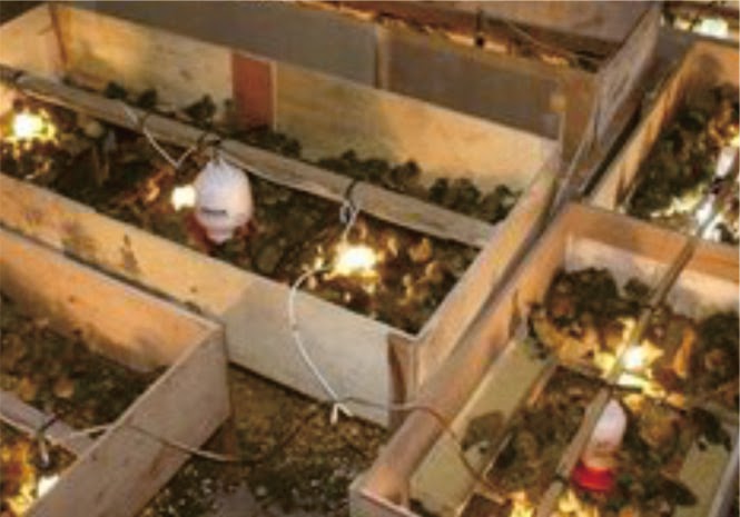 Blog Pertama Saya CARA SUKSES BUDIDAYA TERNAK BEBEK PETELUR