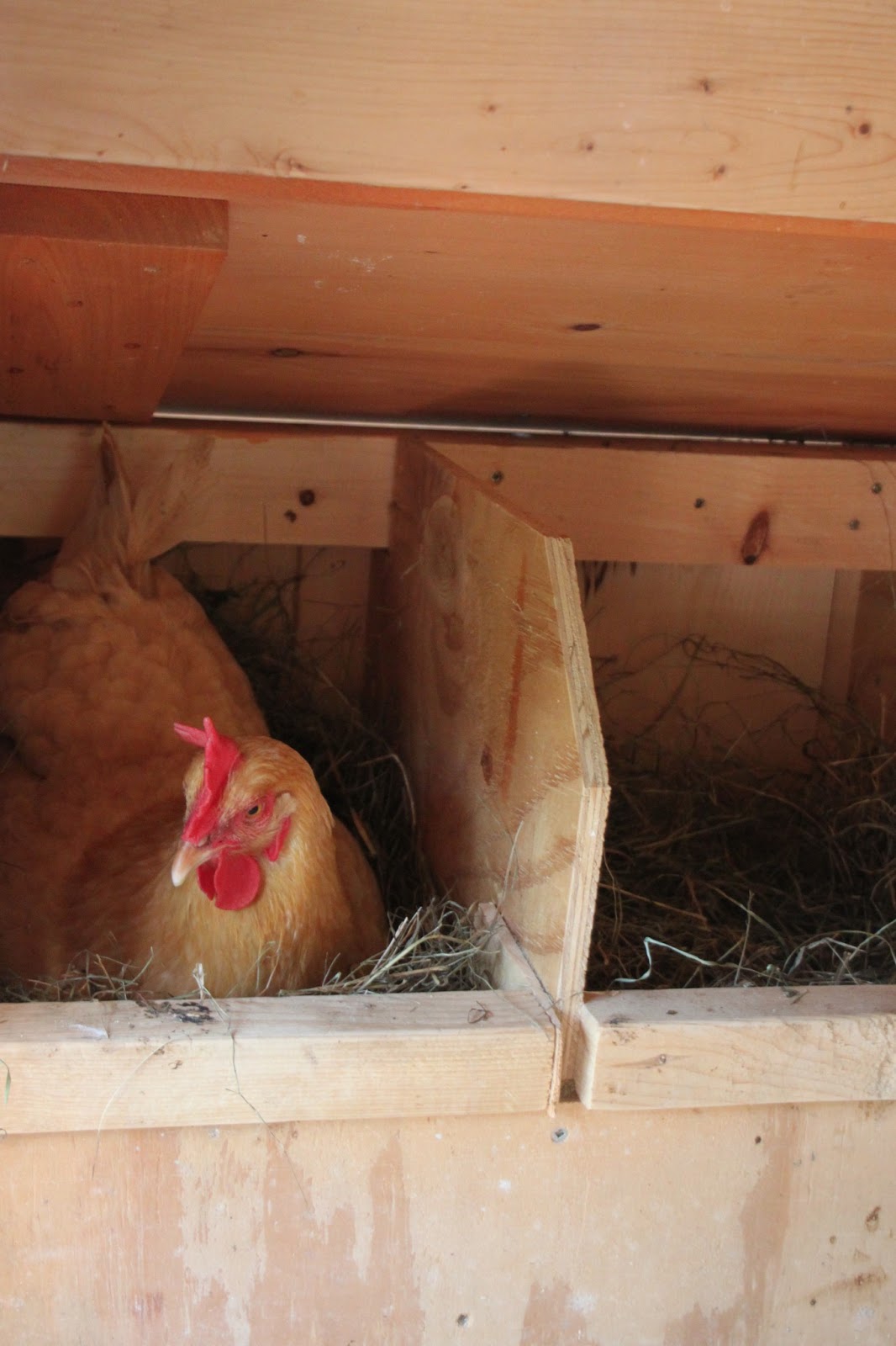 Got Fleas? 13 Chicken Flea Facts Community Chickens