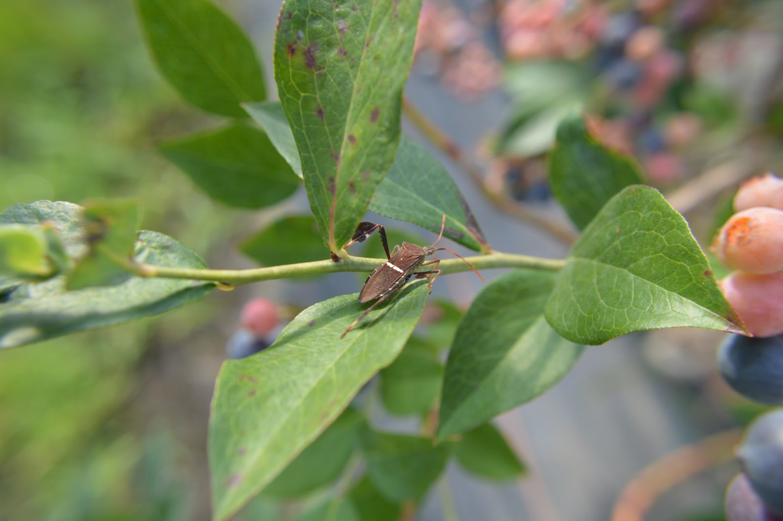 Gardening in Mississippi Pest Alert Leaffooted Bugs on Blueberries