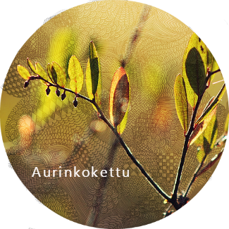 Aurinkokettu