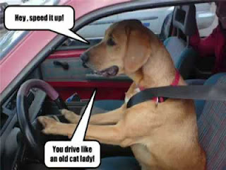 funny cute animals driving with funny - ONLINE NEWS ICON