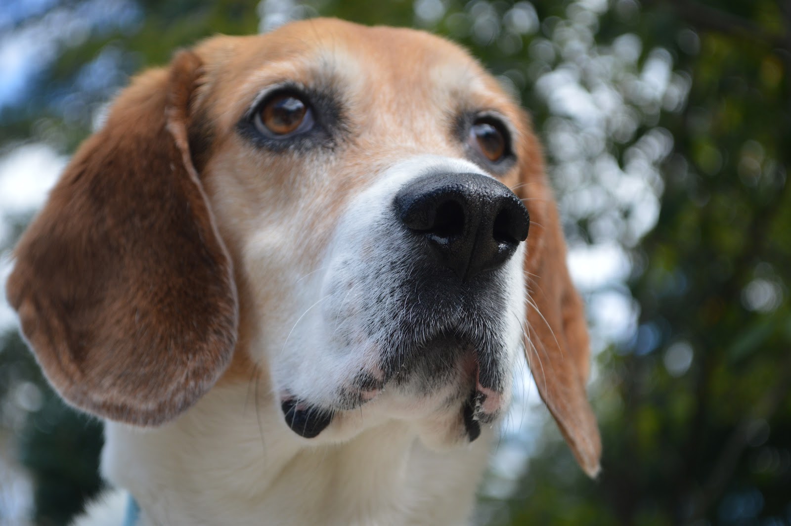 Back by popular demand LowCost Vaccine and Microchip Clinic Animal