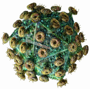 bovine leukemia virus