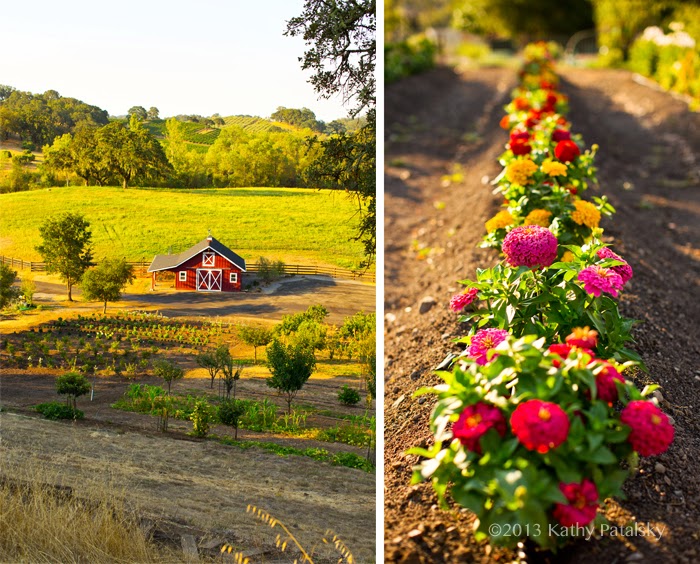 Napa Valley 15 Travel Tips! + My "Suite" Stay at Jordan Vineyards! Vegan Recipe