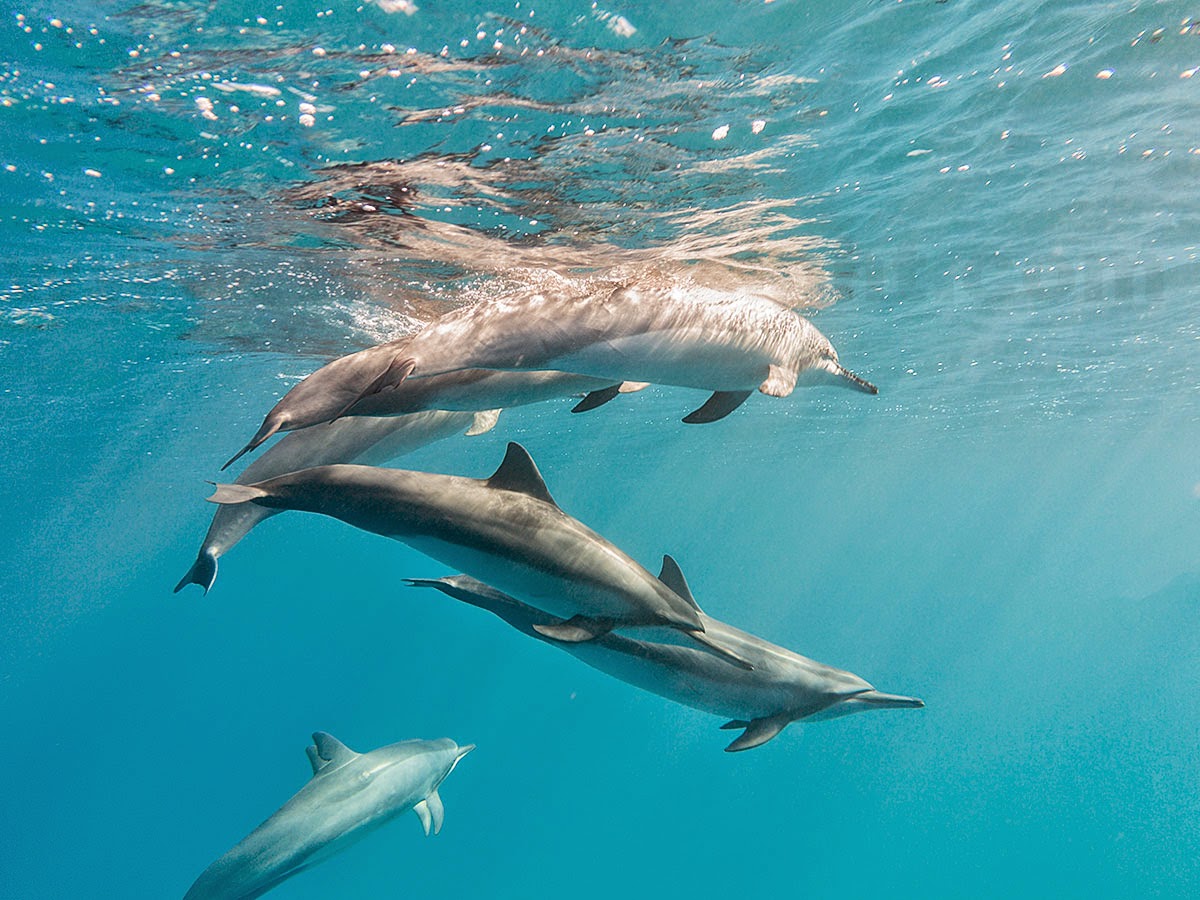 http://www.tropicallight.com/water/dolphins/03apr15dolphins/03apr15dolphins.html