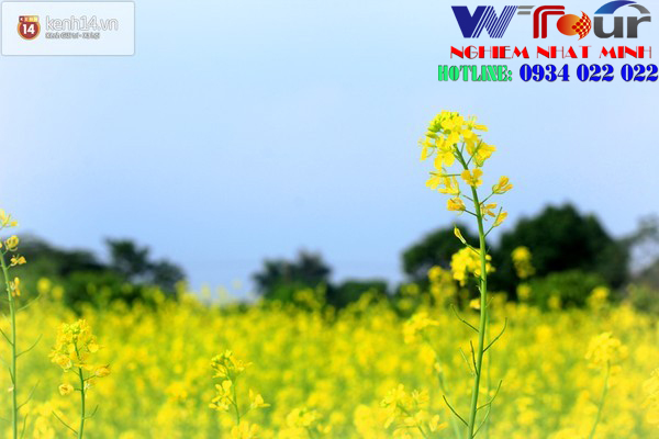 nhung mua hoa dep o viet nam 2