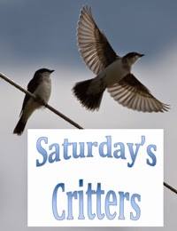 Saturday's Critters