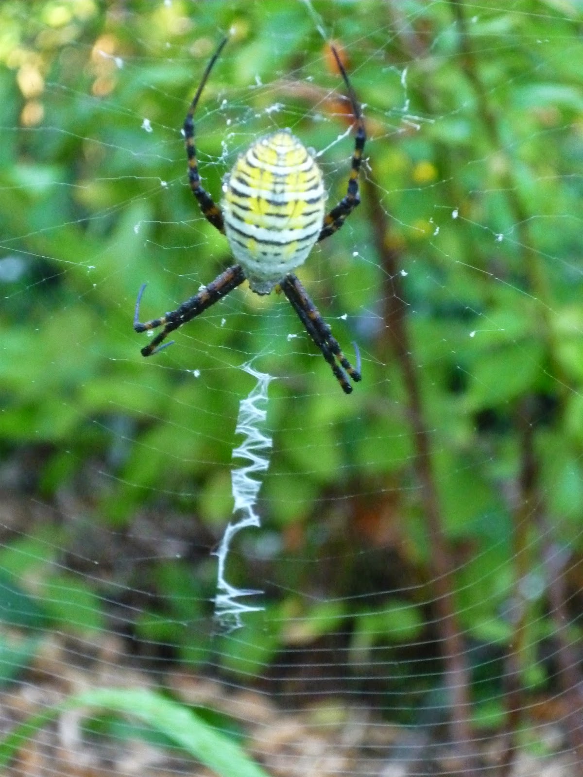Vermont backyard flowers, insects, foliage. Sept South Burlington