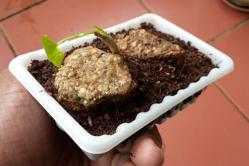 Instant Bonsai For Everyone Scarification & Germination Of Delonix Regia Seeds (Royal