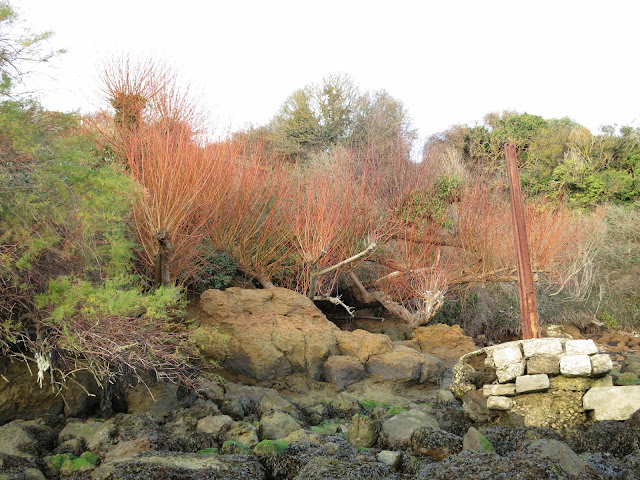 The willow trees behind rocks - their red twigs showing.