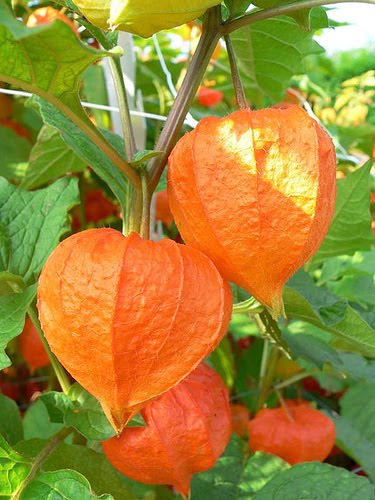 Although Chinese lantern flowers may not have an especially large amount of Although Chinese lantern flowers may not have an especially large amount of