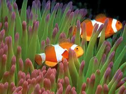 Clownfish / ikan anemon / ikan badut / ikan nemo