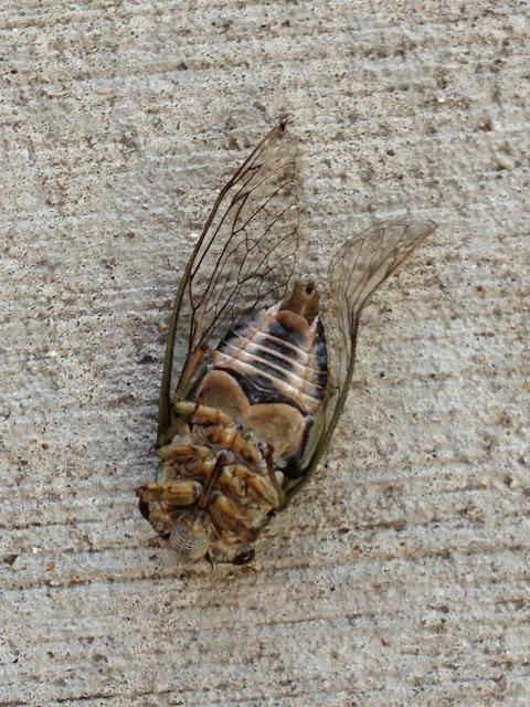 Bug, Apartment, Sidewalk