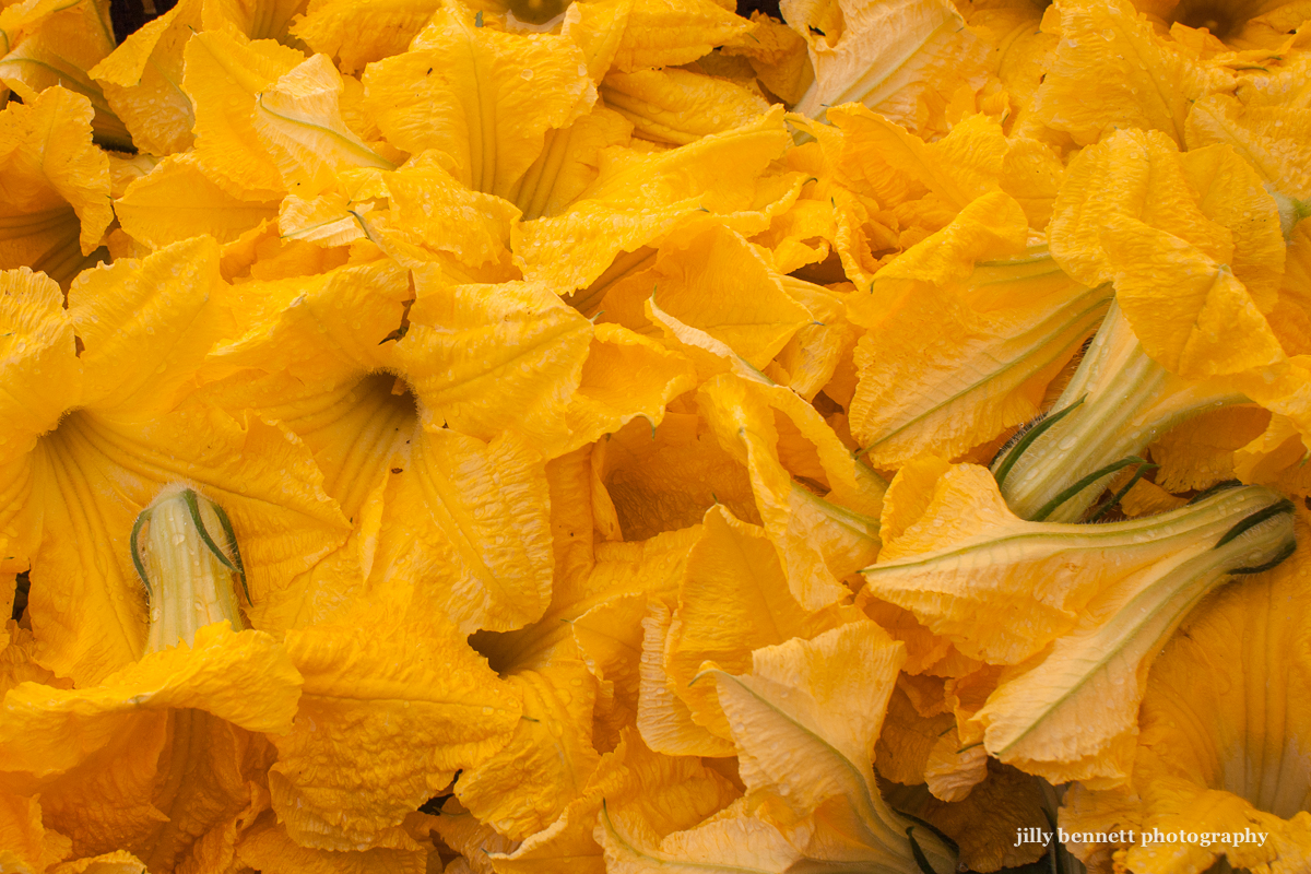 Monte Carlo Weekly Photo Courgette Flowers