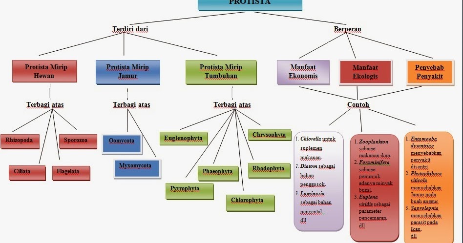P Y Blog Laskar Pendidikan Peta Konsep Protista Peranan Protista