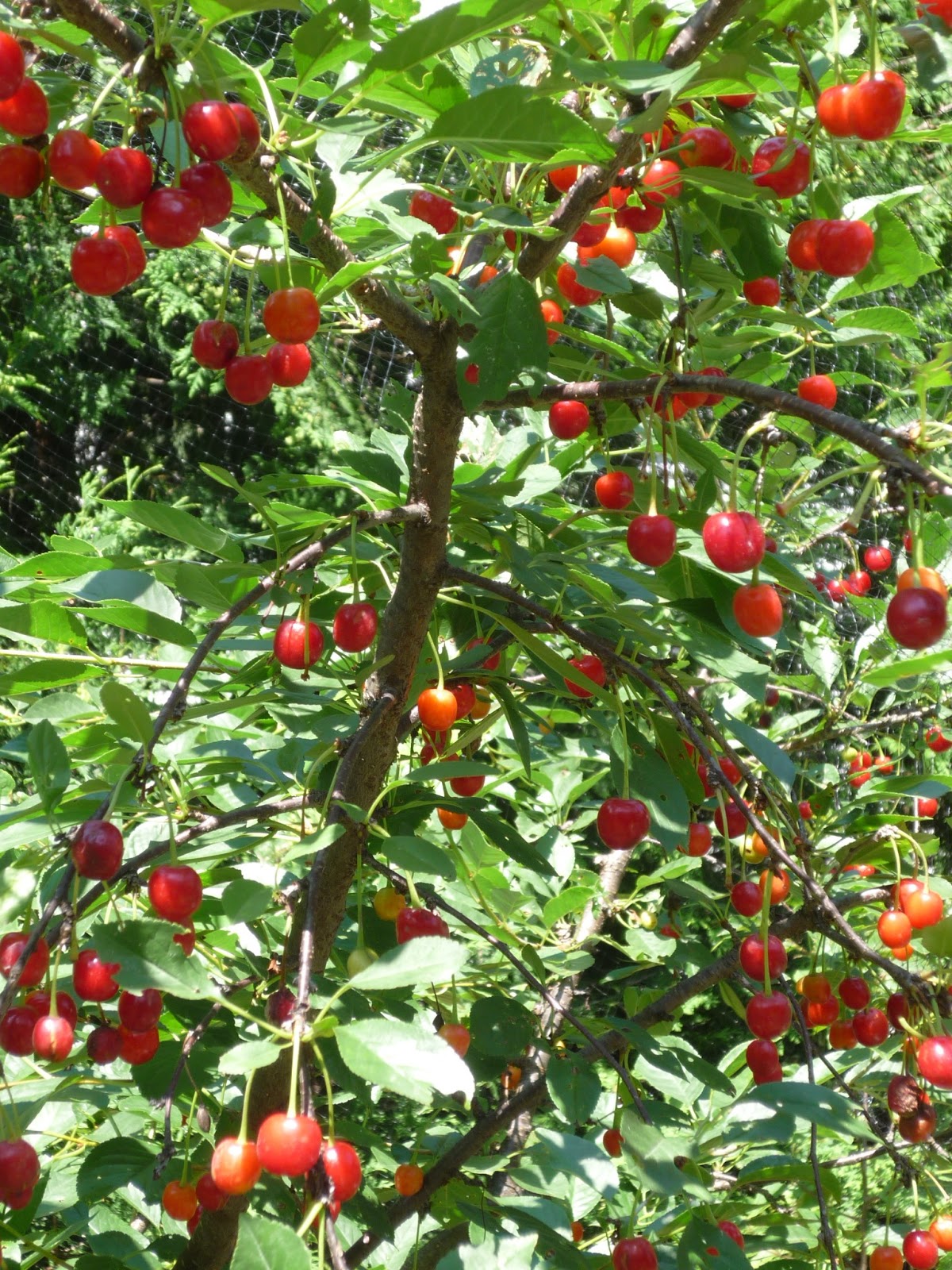 Vermont Flowers July 2013 South Burlington, Vermont Photos and commentary.