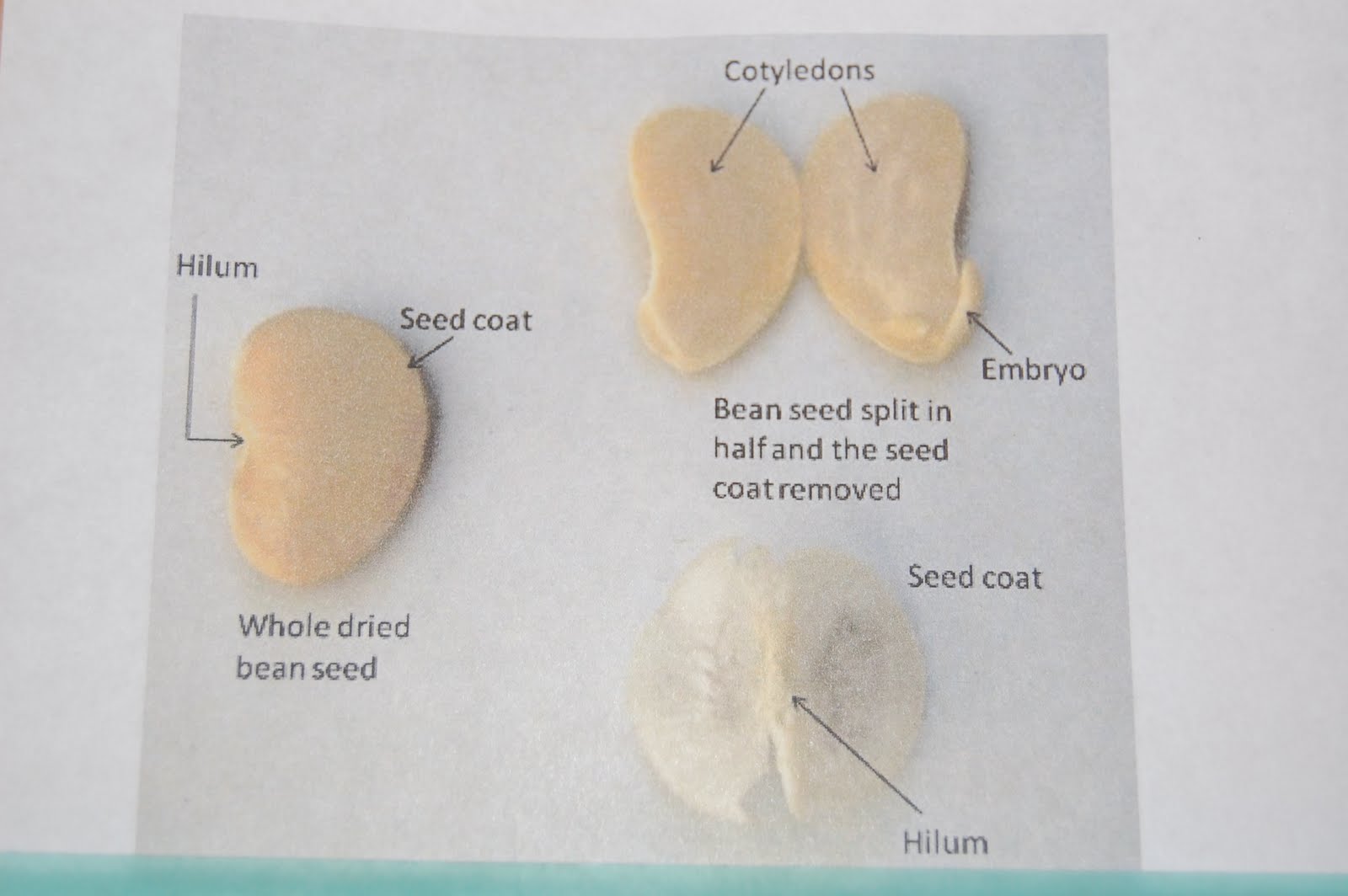Lesson The Importance of Seeds BetterLesson